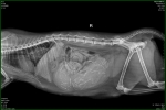 X-ray_image_1