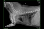 X-ray_image_6